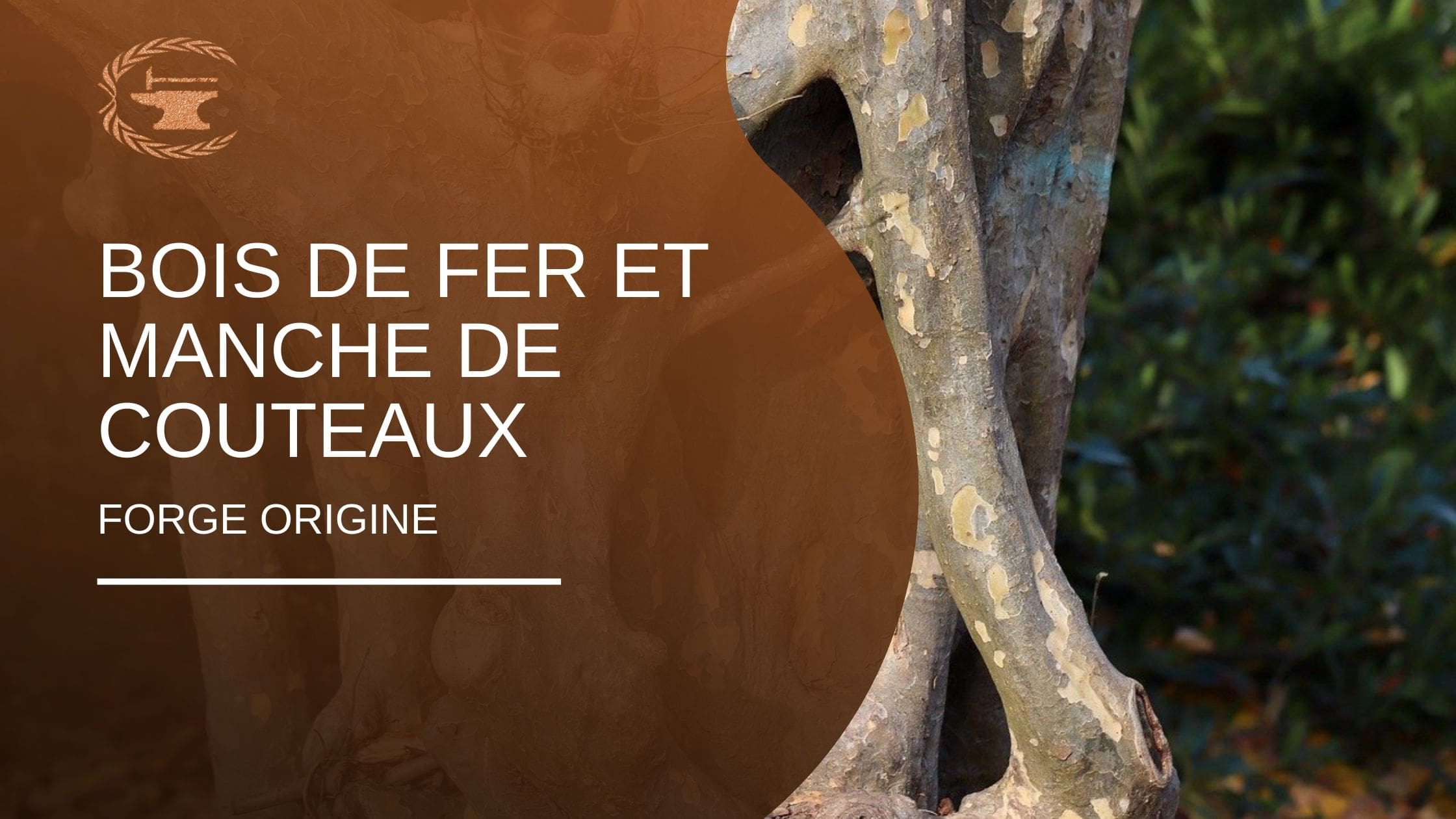 Le bois de fer pour les manches de couteaux - ForgeOrigine