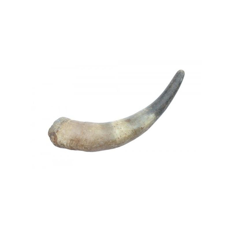 Corne de taureau - ForgeOrigine